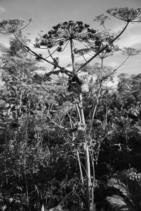 Название отсутствует - Денис Безногов Название отсутствует - Денис Безногов