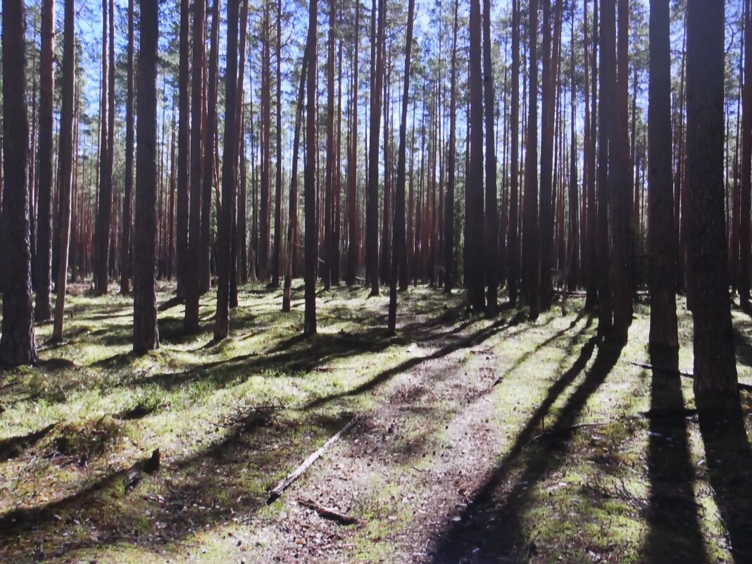 В сосновом лесу - Людмила Смородинская В сосновом лесу - Людмила Смородинская