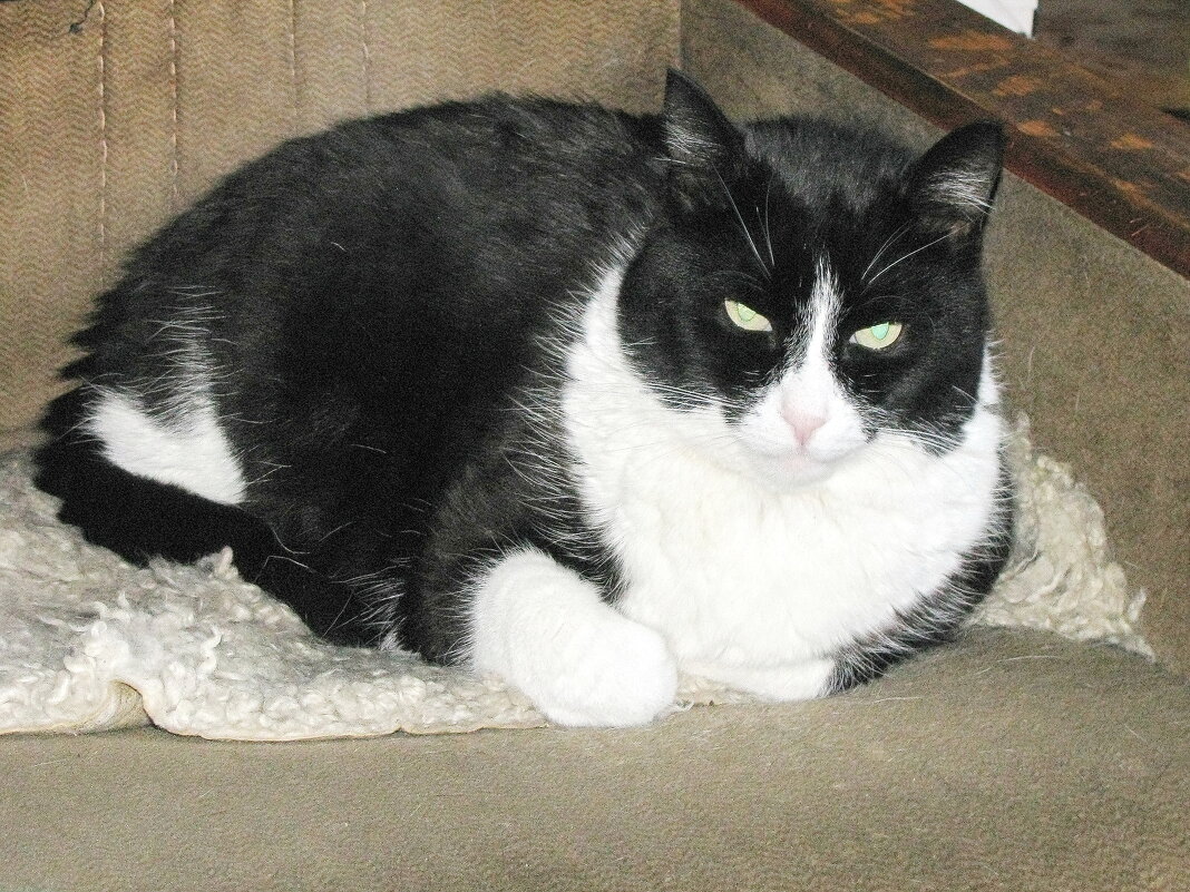 После прогулки - Людмила Смородинская После прогулки - Людмила Смородинская