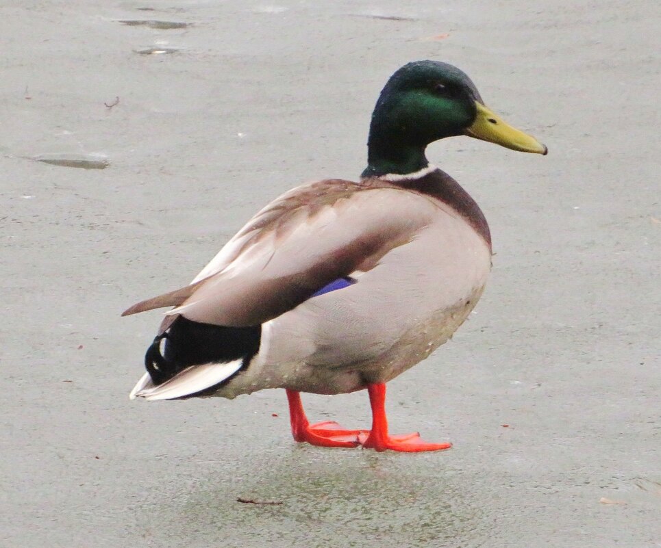 Вышел на последний лёд - Андрей Снегерёв Вышел на последний лёд - Андрей Снегерёв