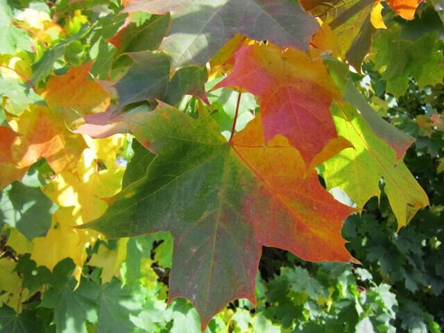 Осенние краски - Дмитрий Никитин