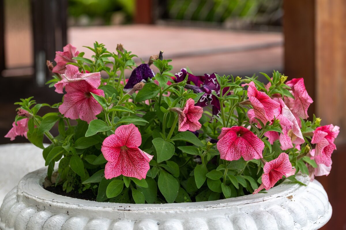 Петуньи - Игорь Сикорский