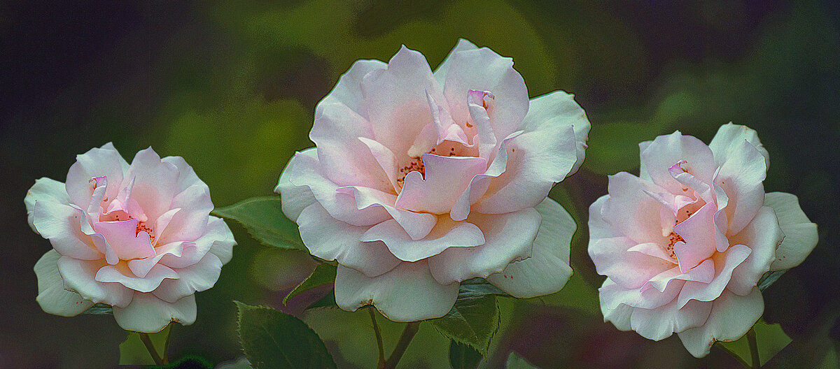 Розочки - Владимир Кроливец