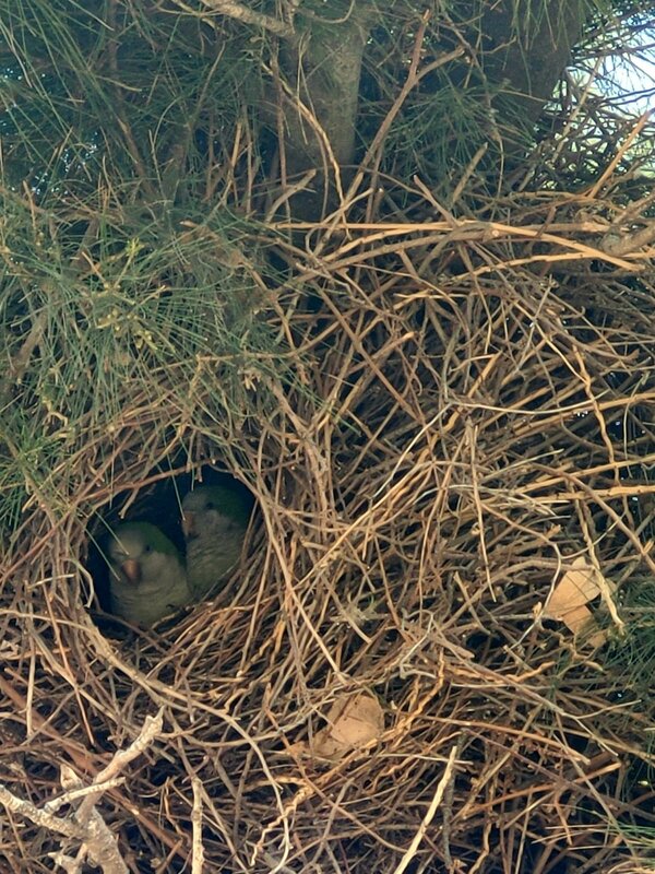 В гнезде - Светлана Хращевская