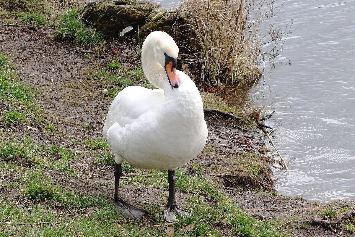 Лебеди в городском парке - Рита Симонова Лебеди в городском парке - Рита Симонова