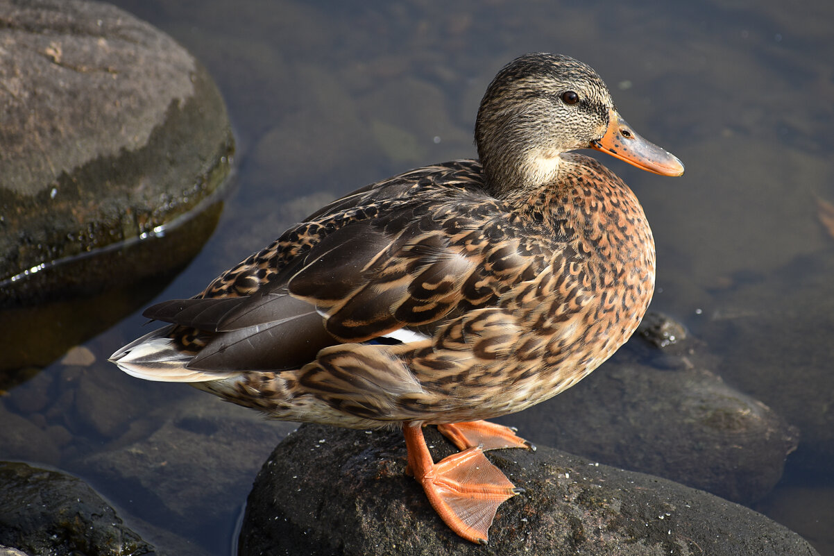 Утя - Валерий Пославский Утя - Валерий Пославский