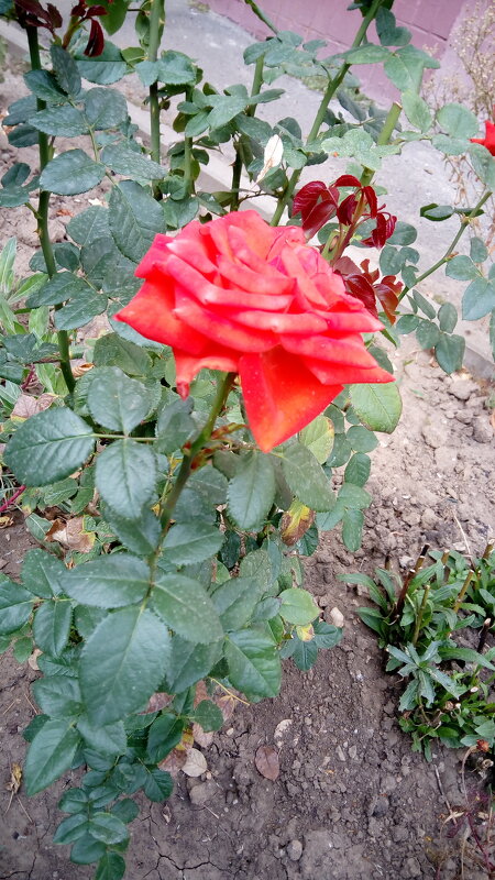 ,,, - Сергей Тимоновский