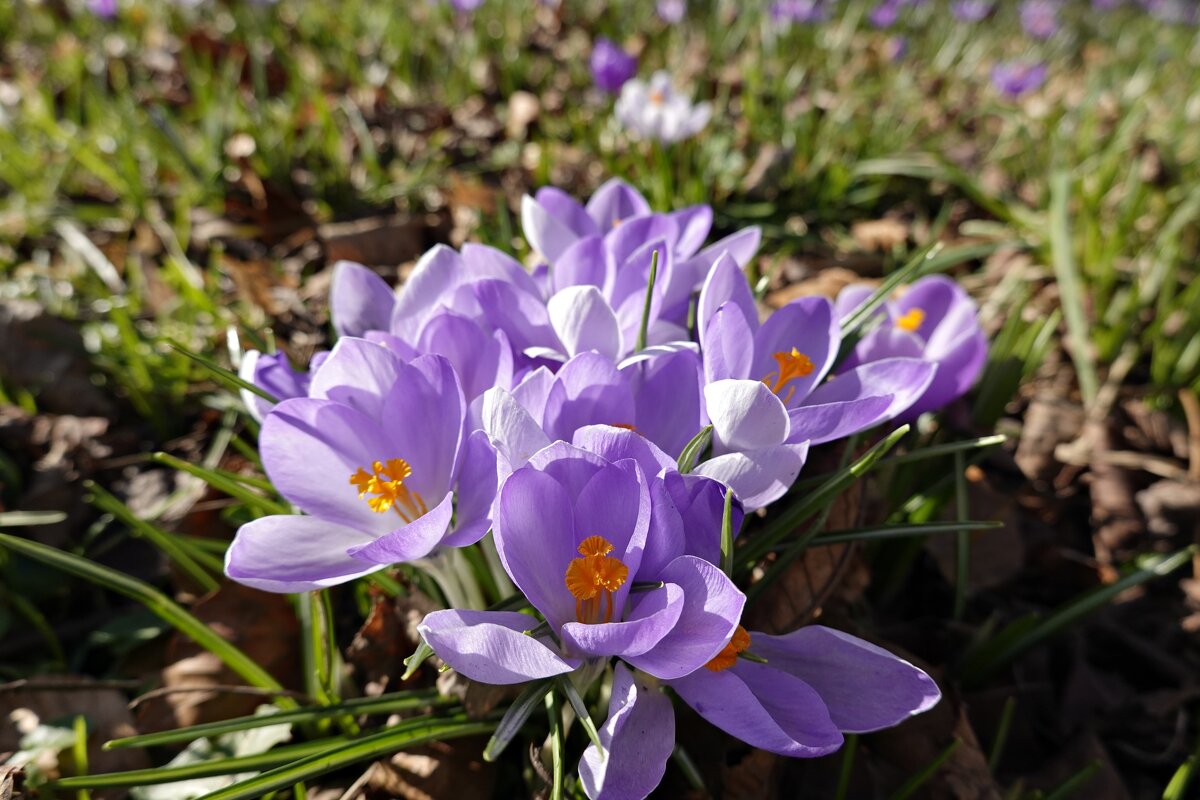 Прикоснуться к красоте можно только сердцем.  Павол Орсаг Гвездослав... - Галина 