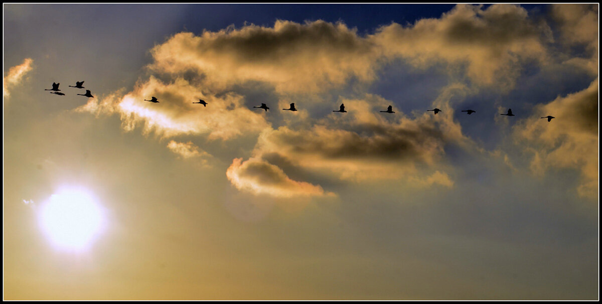 ...караван.. - Aleksandr Gal