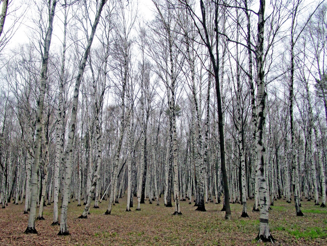 Берёзовая роща. - Ольга Довженко