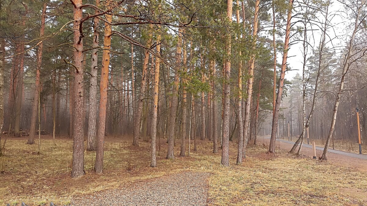 Лесная опушка - Татьяна Тюменка