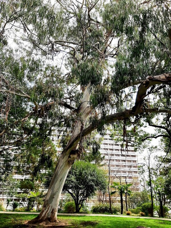 Эвкалипт серебристый - Tata Wolf