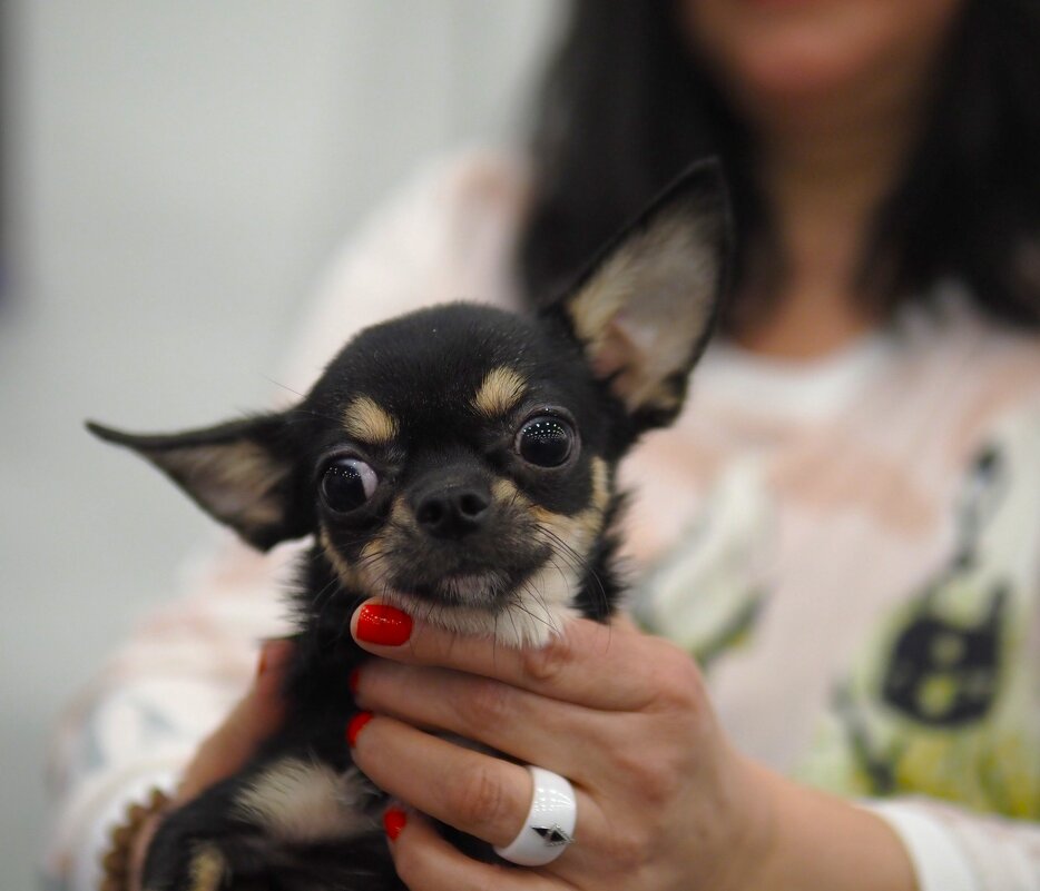 Может не надо..? - Магомед .