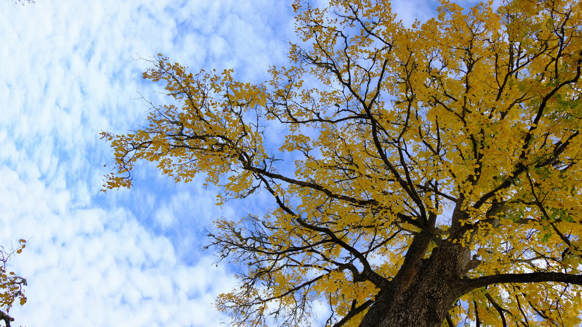 Осеннее небо - Олег Зоркий Осеннее небо - Олег Зоркий