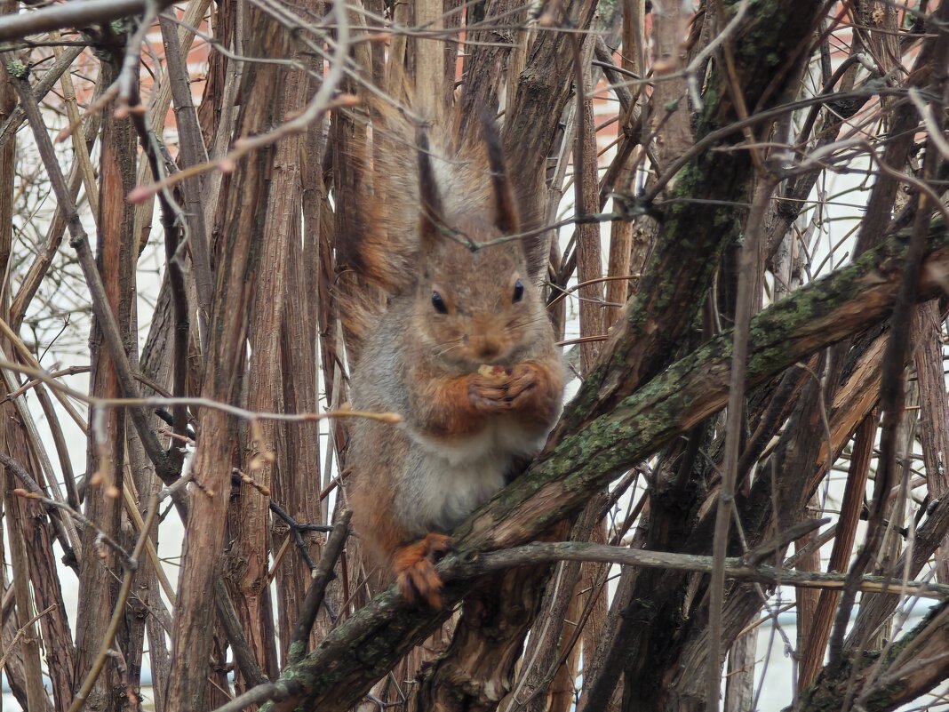 Белка из Царицынского парка - <<< Наташа >>>