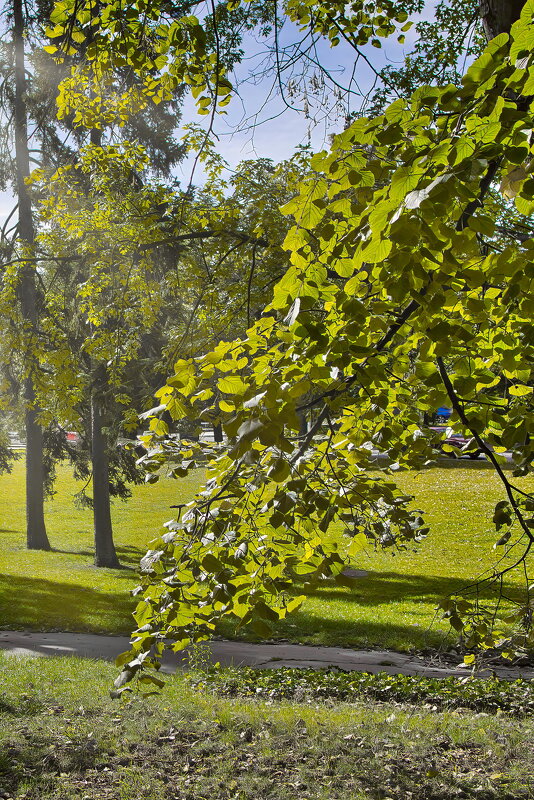 *** - Sergey Grim *** - Sergey Grim