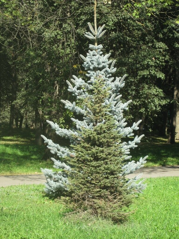 Ёлочки в парке Дружбы - Дмитрий Никитин