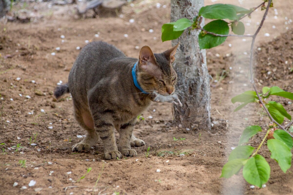 Добыча - Тамара Федорова