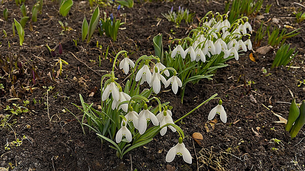 и...п о д с н е ж н и к и ... - Olga Oskolkova