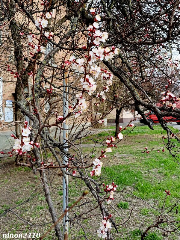 Ростовская весна - Нина Бутко Ростовская весна - Нина Бутко