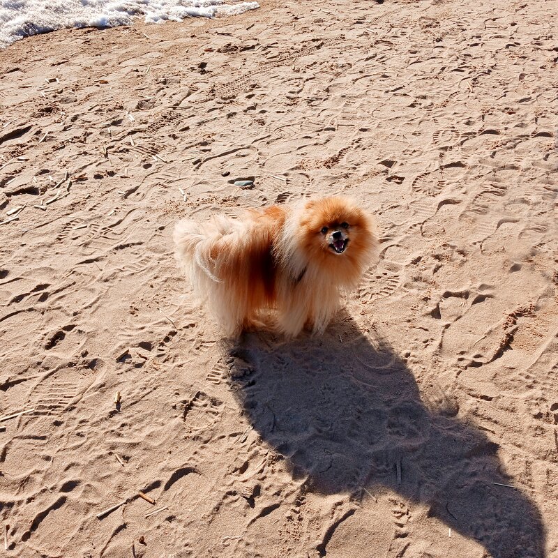 Встреча на пляже. Прелестный пушистик. - Лия ☼ Встреча на пляже. Прелестный пушистик. - Лия ☼