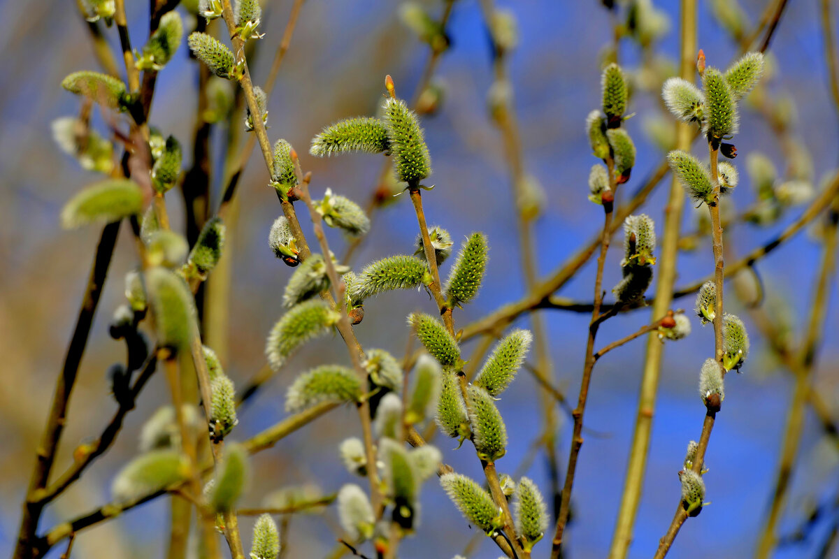 природа 28 марта 3 - Александр Прокудин природа 28 марта 3 - Александр Прокудин