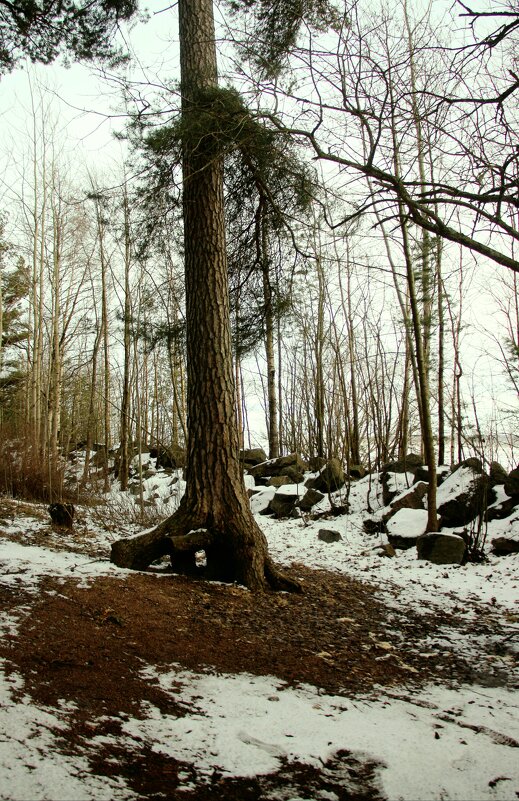 Зеленогорск - Наталья Герасимова Зеленогорск - Наталья Герасимова
