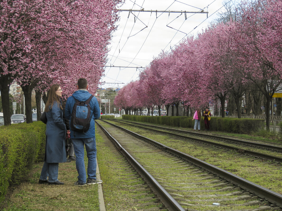 Цветёт багрянник - Валерий Ткаченко