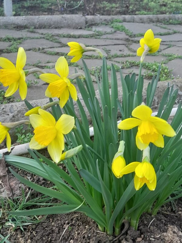 Вот она - Весна! - Нина Акарцева 