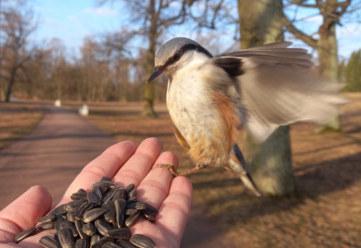 Поползень - Сапсан 