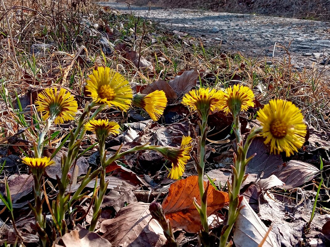 Предвестники весны, вы слышите? - Heinz Thorns Предвестники весны, вы слышите? - Heinz Thorns