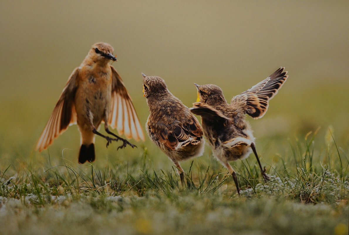 "Наперегонки" - Ольга "Наперегонки" - Ольга