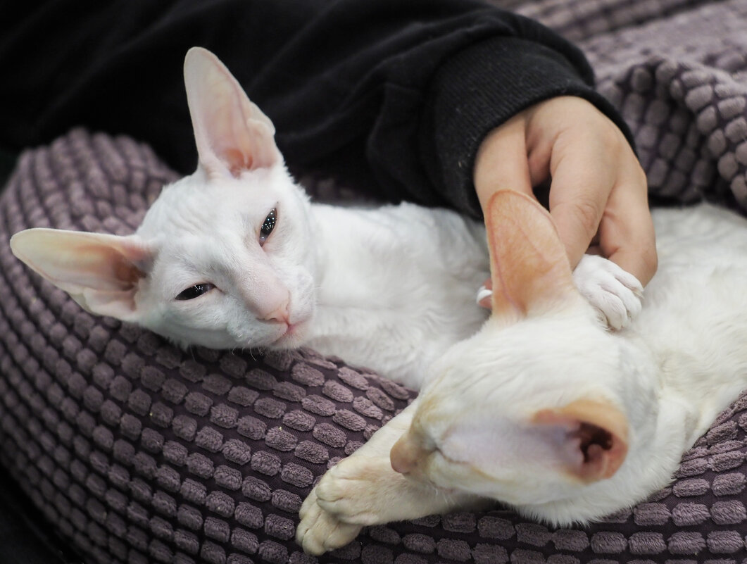 Я всё вижу - Магомед .