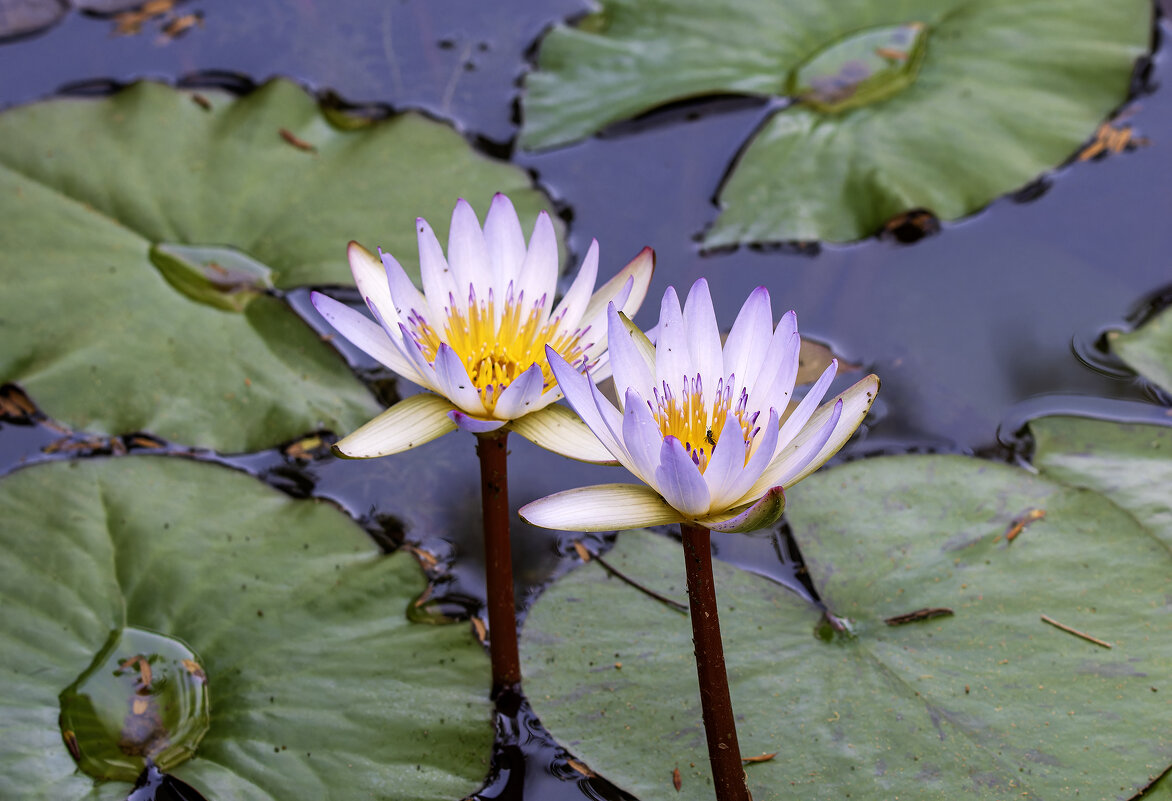 Кувшинка звёздчатая. - Alexander Amromin