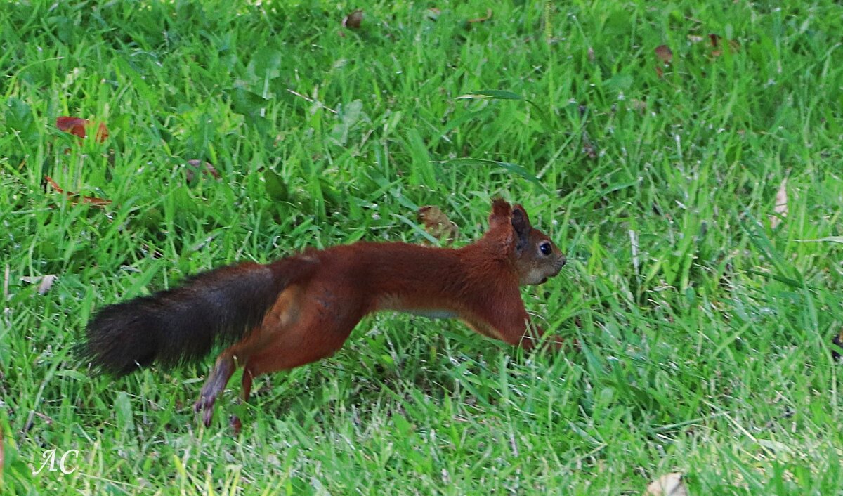 "Мы все спешим за чудесами..." - Любовь Сахарова "Мы все спешим за чудесами..." - Любовь Сахарова