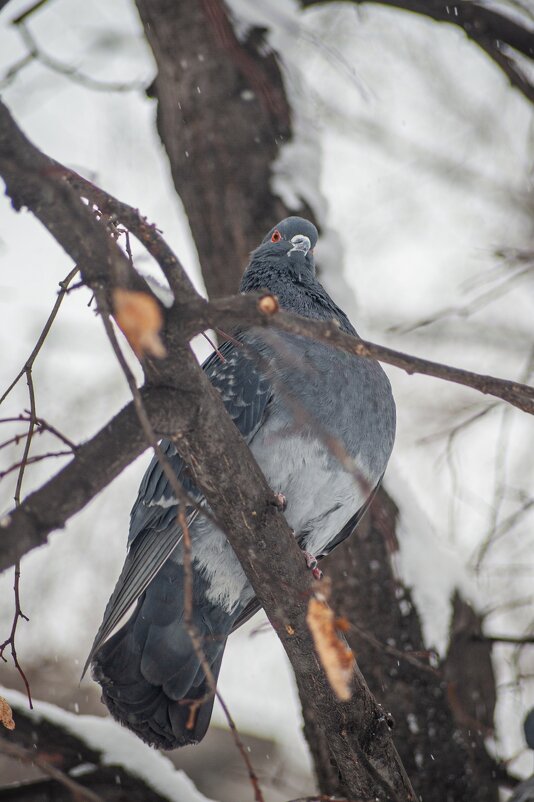 *** - Николай Чекалин