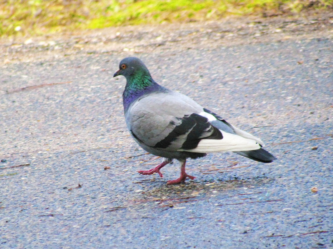 Голубь прилетел - Людмила Смородинская