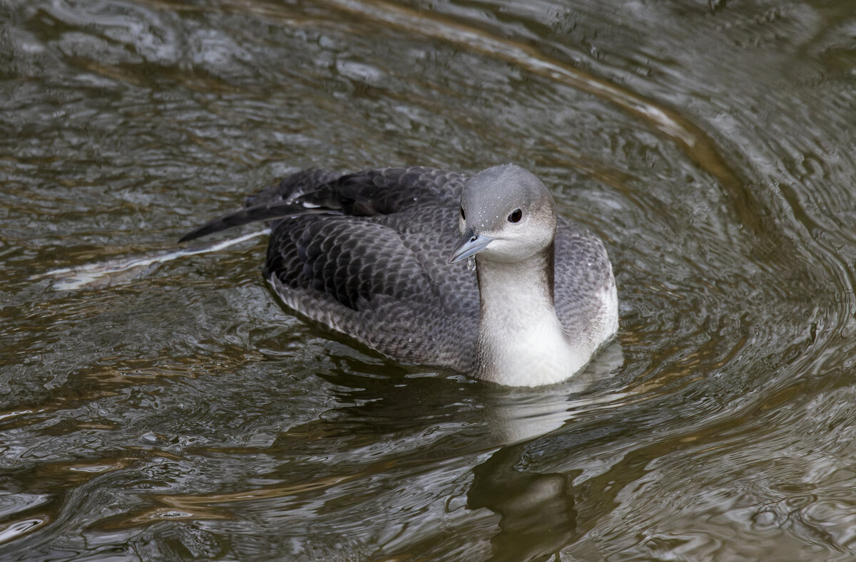 гагара - юрий макаров