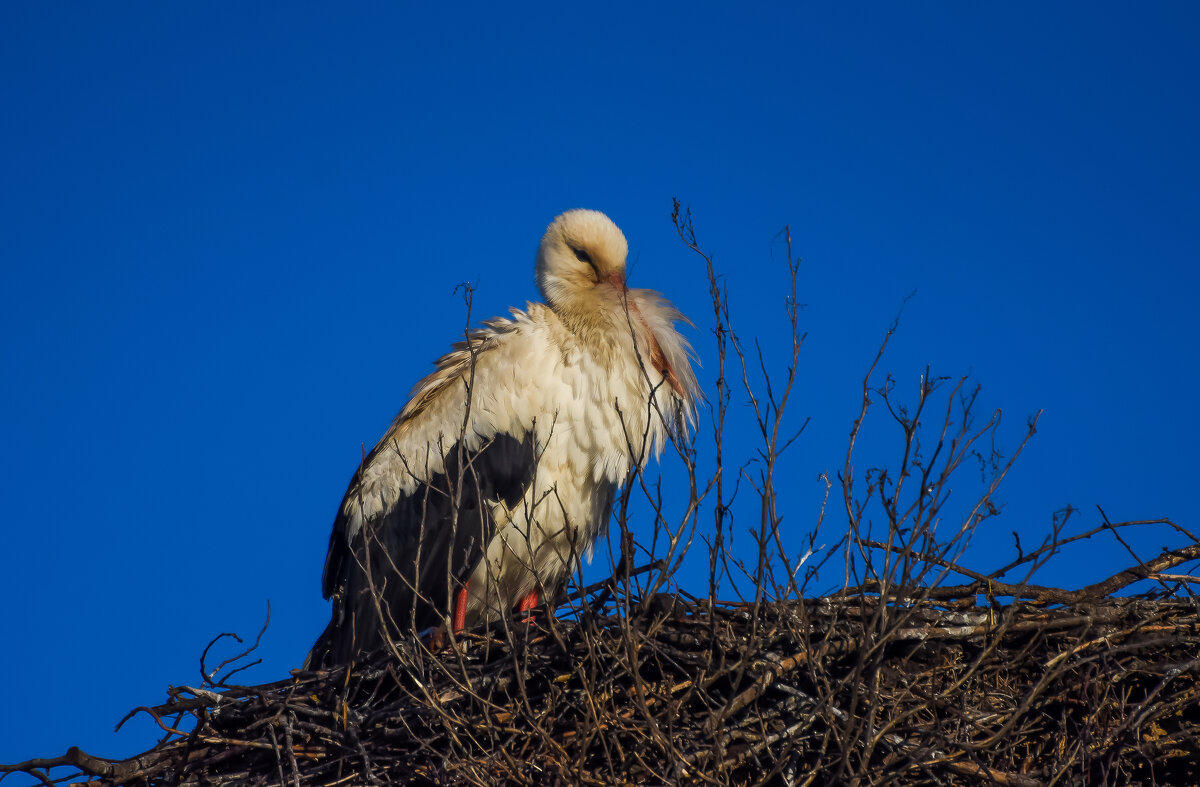 Что то рановато прилетели.... - Sergey (Apg)