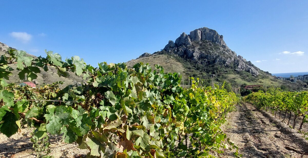 Виноградники Коктебеля - ИРЭН@ . Виноградники Коктебеля - ИРЭН@ .