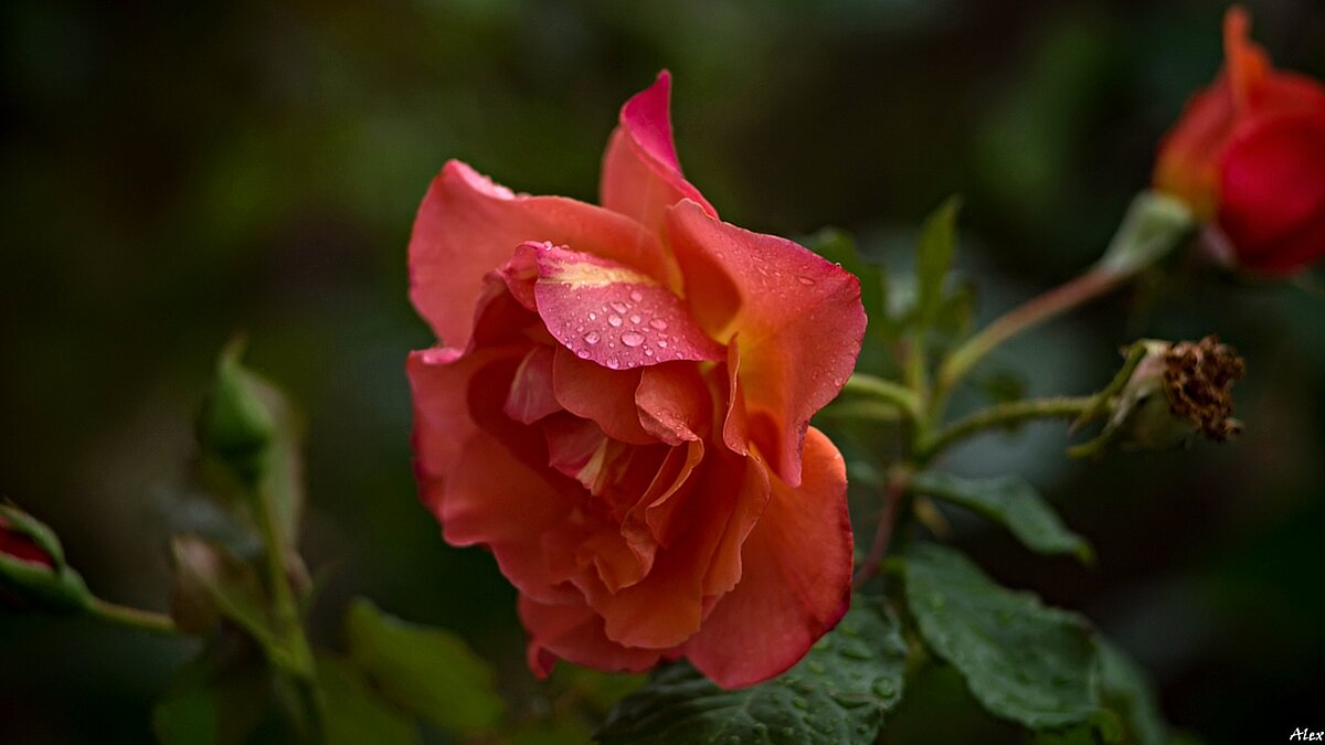 3769 - Alex . 3769 - Alex .