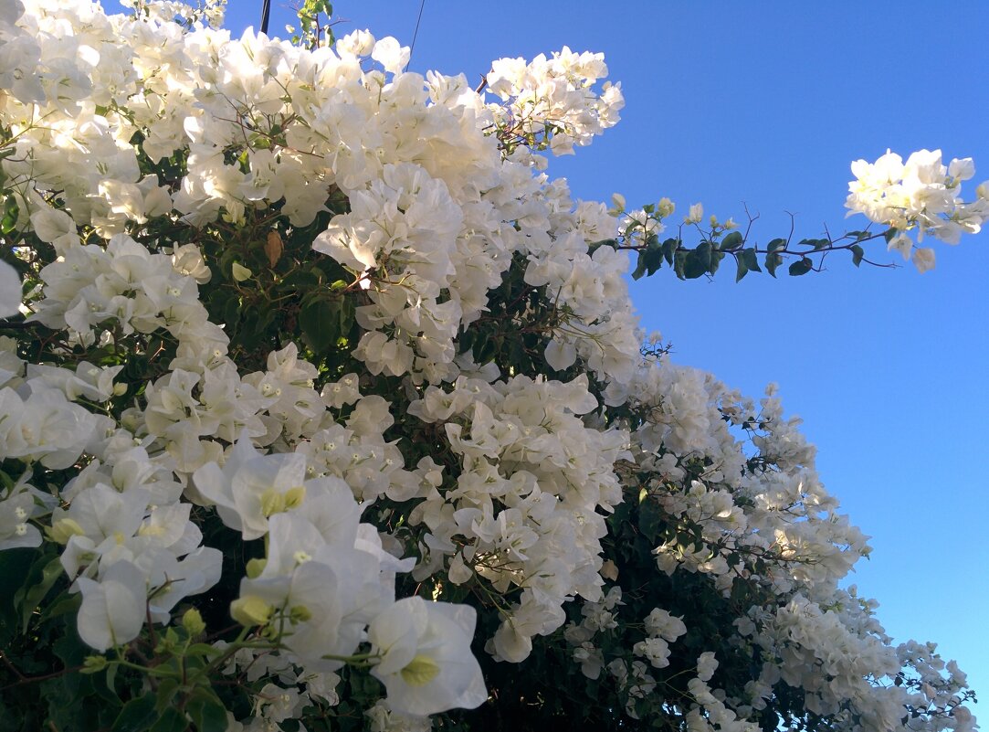 Кусты белой бугенвиллеи - Светлана Хращевская Кусты белой бугенвиллеи - Светлана Хращевская