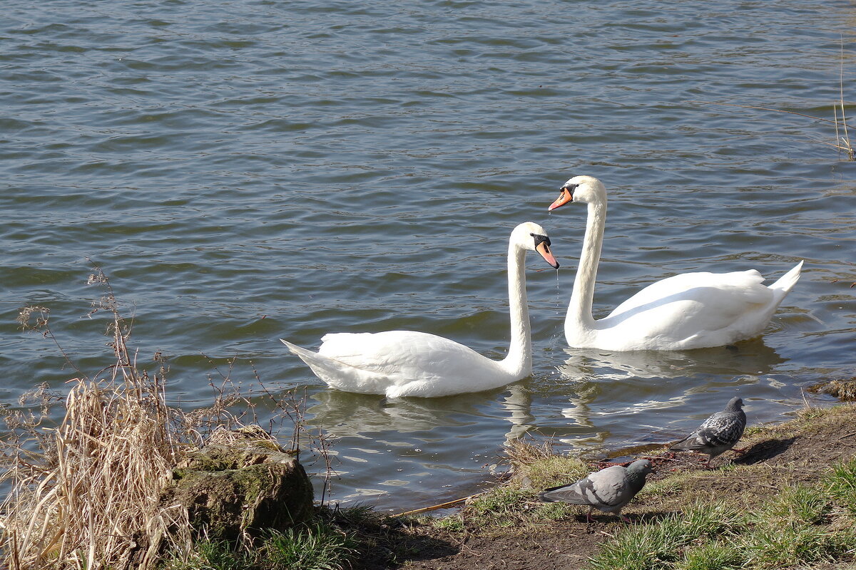 Лебеди в городском парке - Рита Симонова Лебеди в городском парке - Рита Симонова
