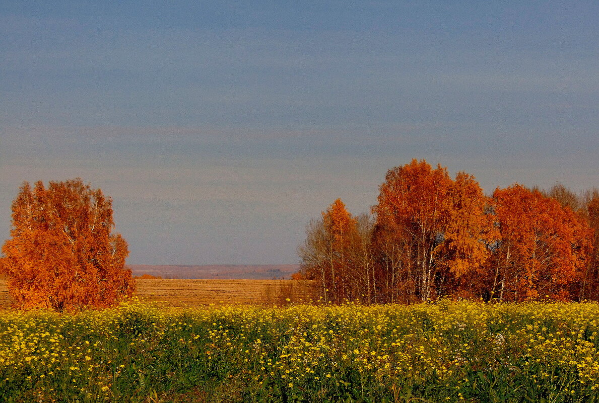 Богатая палитра осени. - nadyasilyuk Вознюк Богатая палитра осени. - nadyasilyuk Вознюк