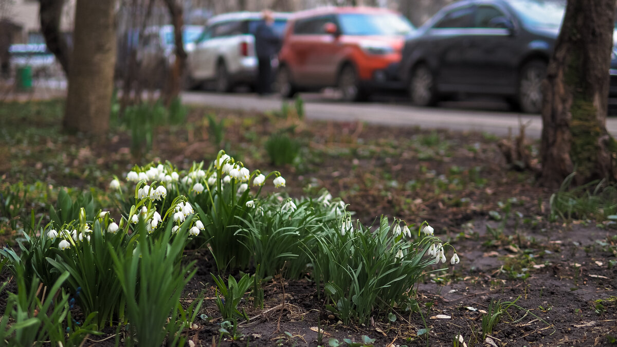 А у нас во дворе - юрий поляков