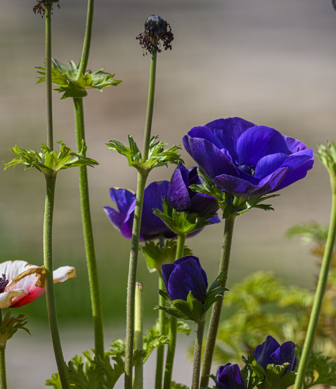 вот такой вот анемон! - Осень вот такой вот анемон! - Осень