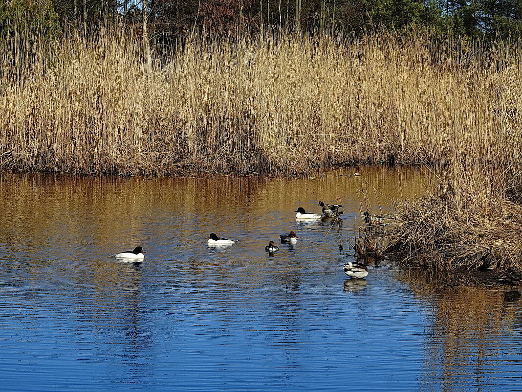 весна - ИННА ПОРОХОВА