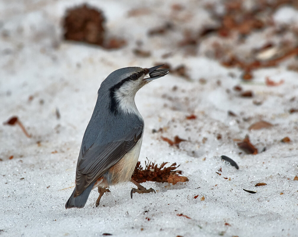 Поползень - Игорь Шабалин