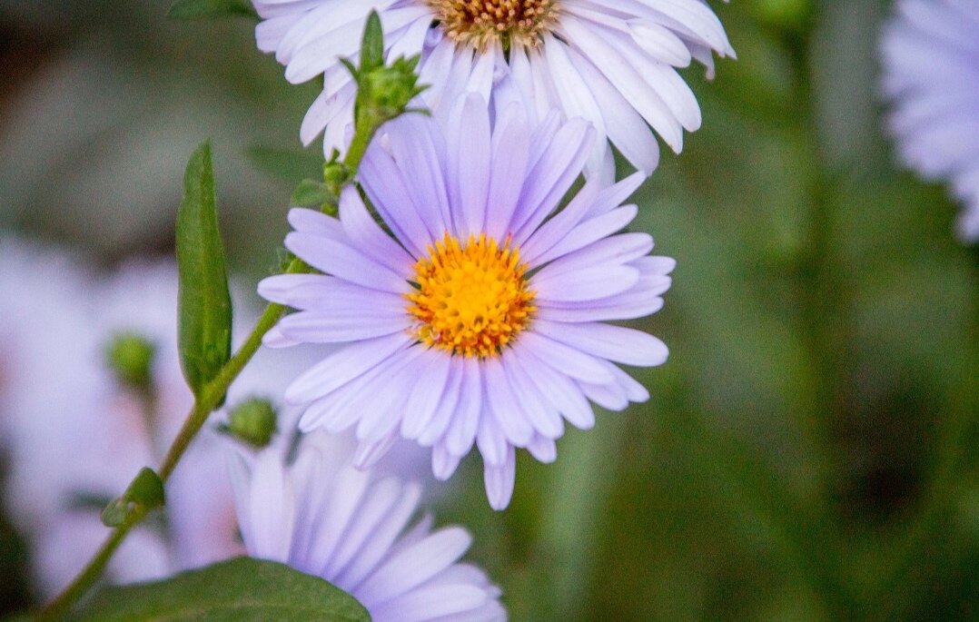 Цветок - Тамара Федорова