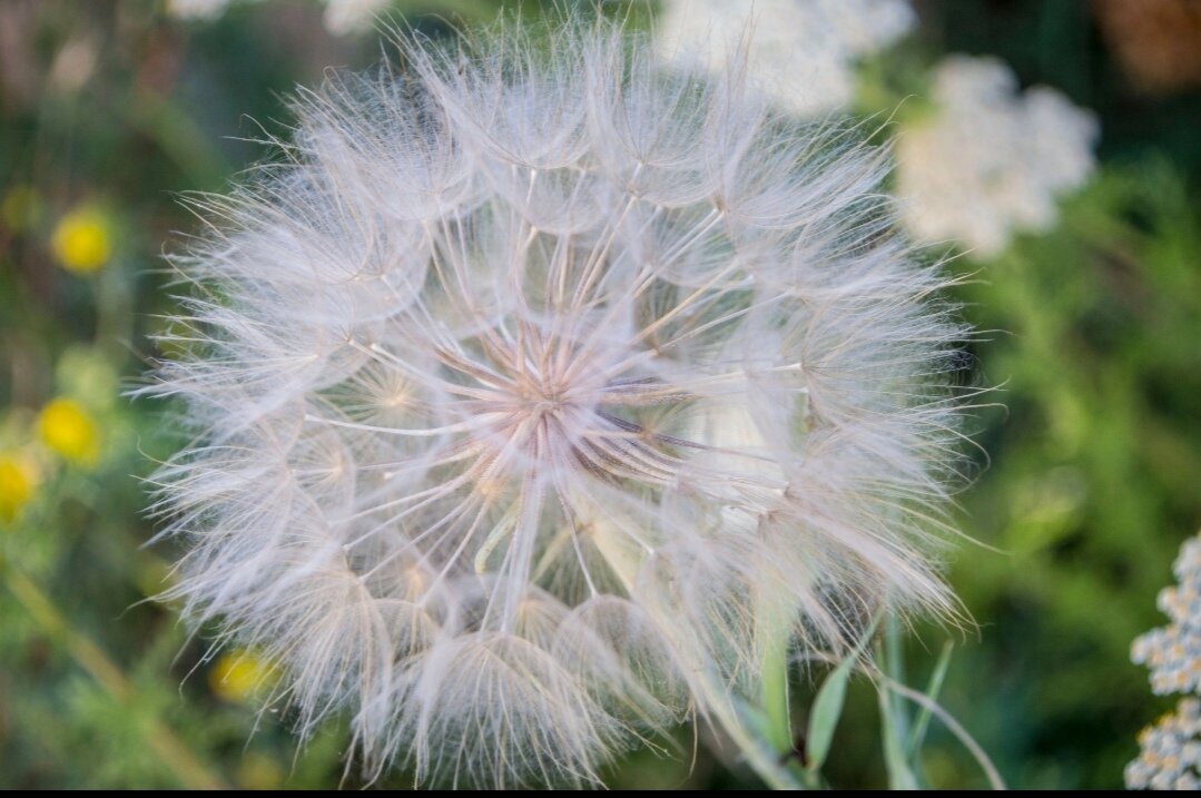 Одуванчик - Тамара Федорова